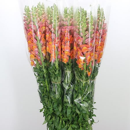 Snapdragon Orange (French)