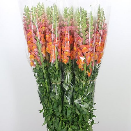 Snapdragon Orange (French)