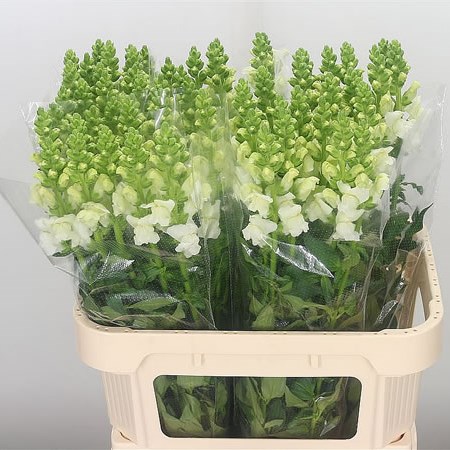 Snapdragon Orleans White Imp
