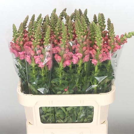 Snapdragon Overture Pink (Extra)