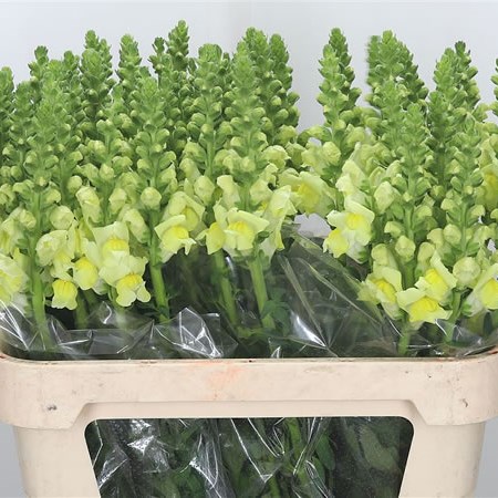 Snapdragon Overture Yellow