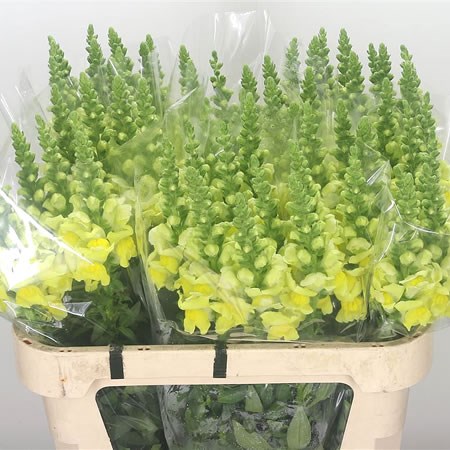 Snapdragon Overture Yellow