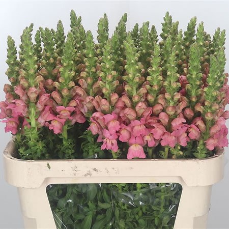 Snapdragon Pink