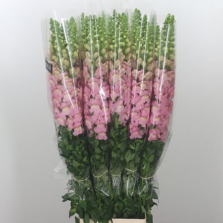 Snapdragon Pink (French)