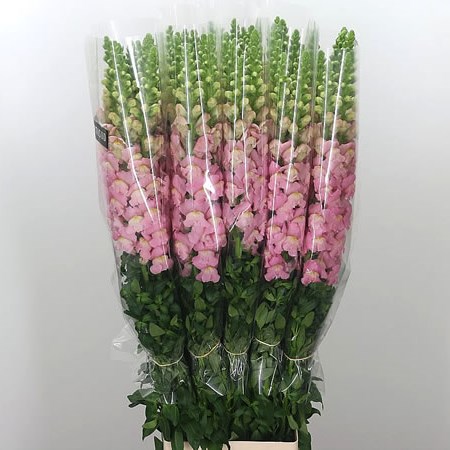Snapdragon Pink (French)