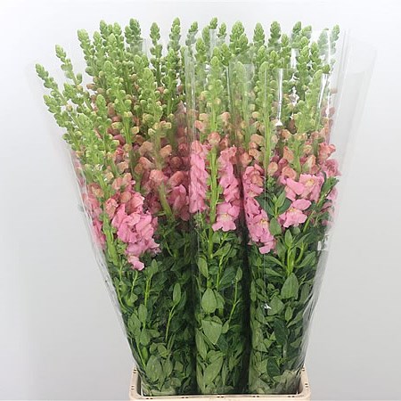 Snapdragon Pink (Italian)
