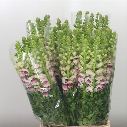 Snapdragon Plumblossom