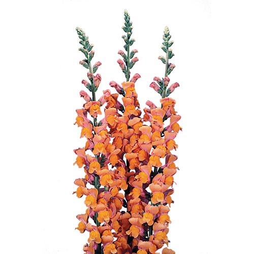 Snapdragon Potomac Dark Orange