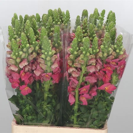 Snapdragon Potomac Dark Pink