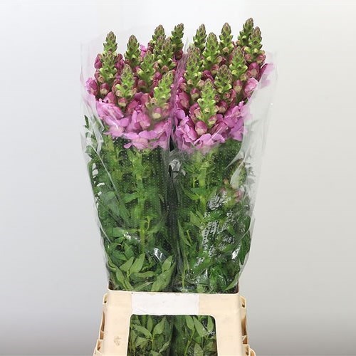 Snapdragon Potomac Lavender