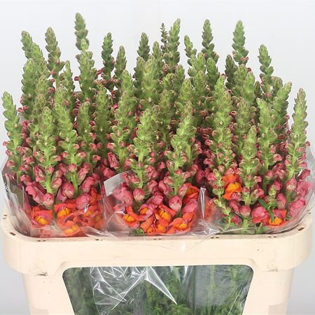 Snapdragon Potomac Orange