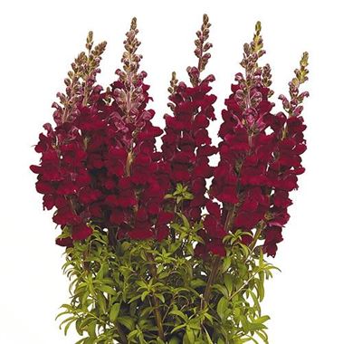 Snapdragon Potomac Red