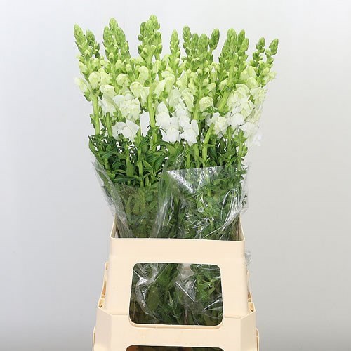 Snapdragon Potomac White