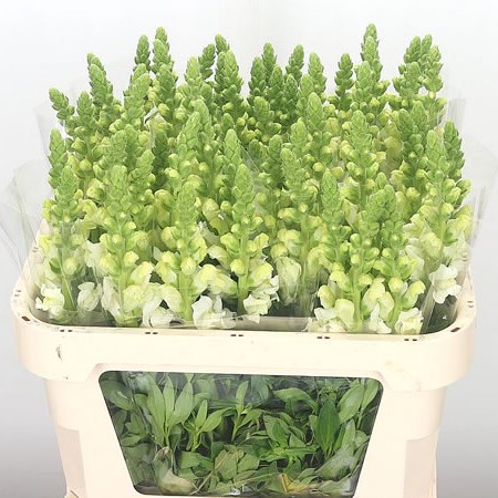 Snapdragon Potomac White