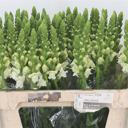 Snapdragon Potomac White (Extra)