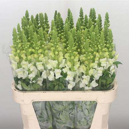 Snapdragon Potomac White (Extra)