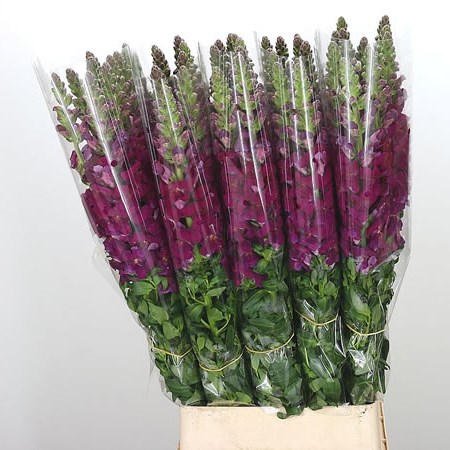 Snapdragon Purple (French)