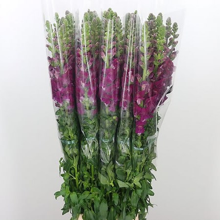 Snapdragon Purple (French)