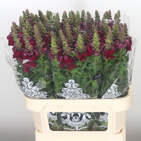 Snapdragon Red