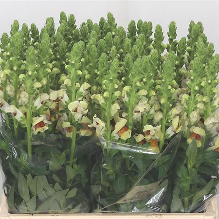 Snapdragon Tom Pearce