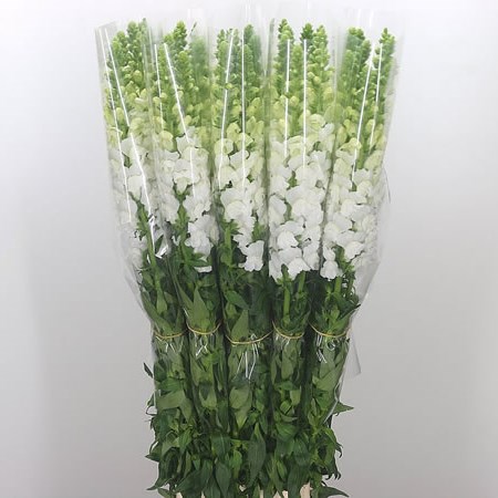 Snapdragon White (French)