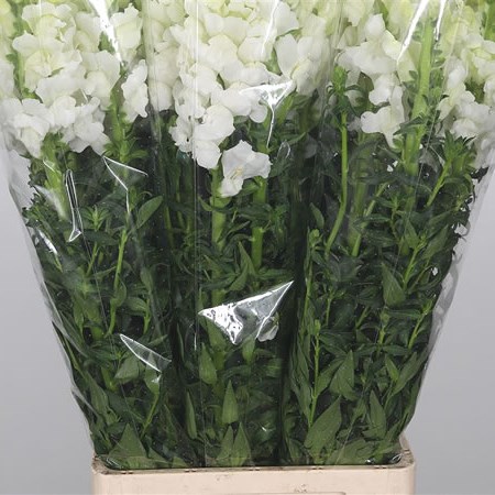 Snapdragon White (Italy)