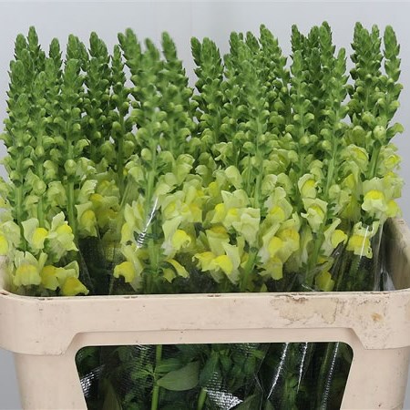 Snapdragon Yellow