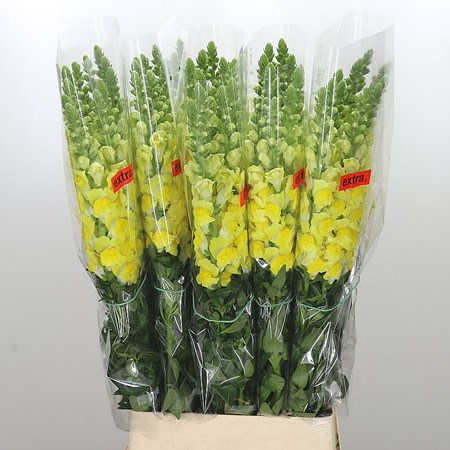 Snapdragon Yellow (French)