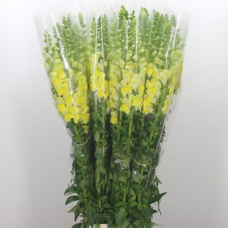 Snapdragon Yellow (French)