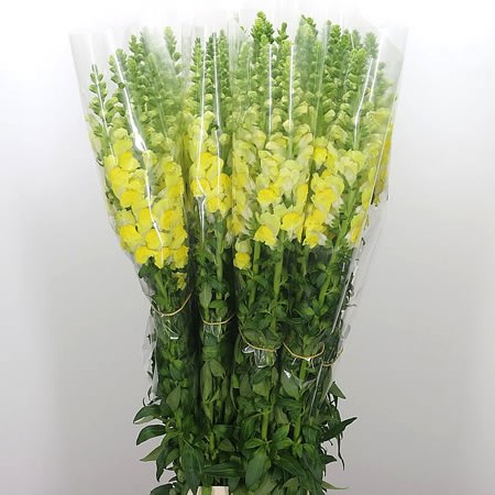 Snapdragon Yellow (French)
