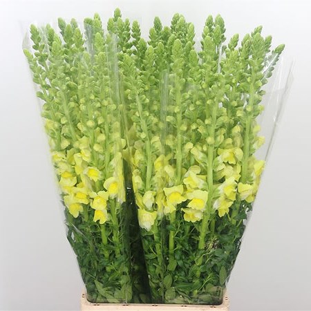 Snapdragon Yellow (Italian)