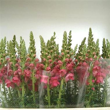 Snapdragon Potomac Pink