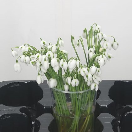 Snowdrops Wholesale Dutch Flowers Florist Supplies Uk