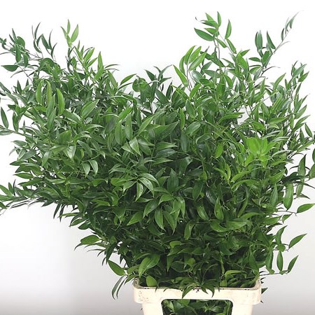 Soft Ruscus
