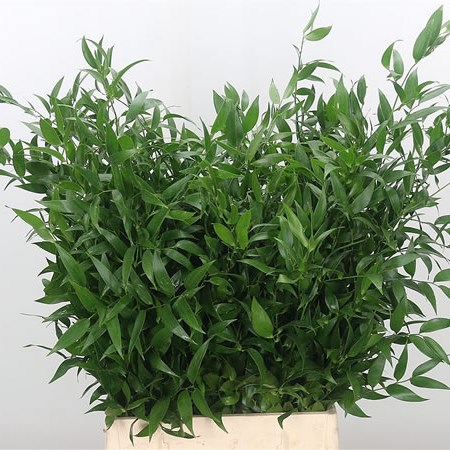 Soft Ruscus