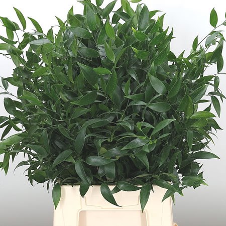 Soft Ruscus