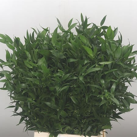 Soft Ruscus