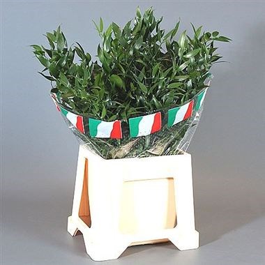 Soft Ruscus 70cm (Small Leaf)