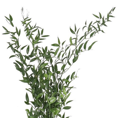 Soft Ruscus 70cm (Small Leaf)