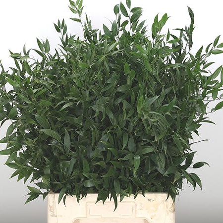 Soft Ruscus