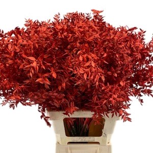 Soft Ruscus Dyed Red
