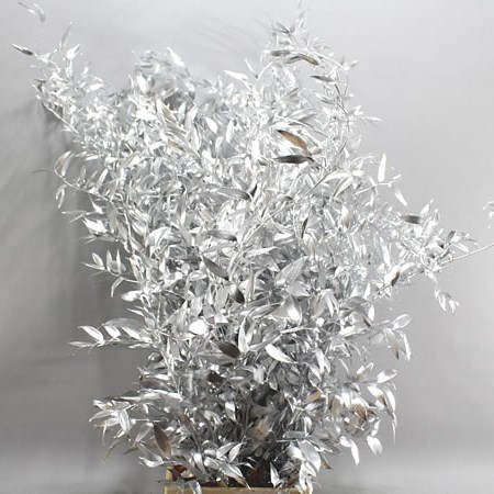 Soft Ruscus Dyed Silver