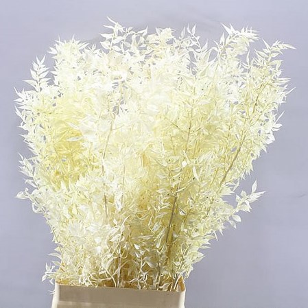 A1 Soft Ruscus Preserved & Bleached