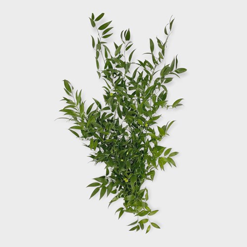 Ruscus leaf sales