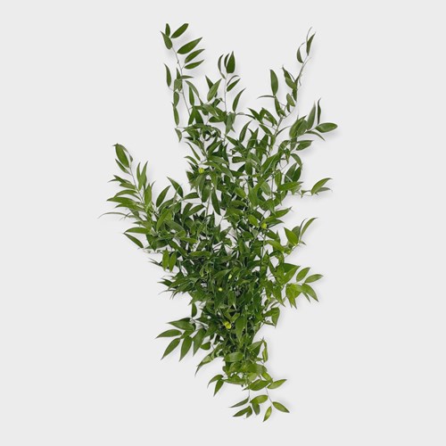 Soft Ruscus Small Leaf Wholesale Flowers Florist Supplies Uk