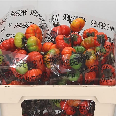 Solanum Tomato