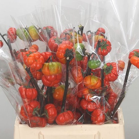Solanum Tomato