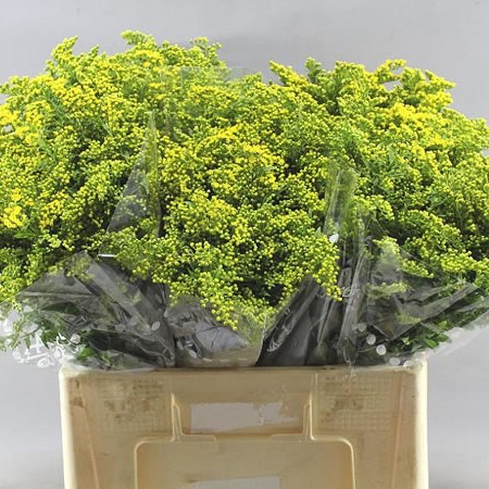 Solidago Carzan Glory