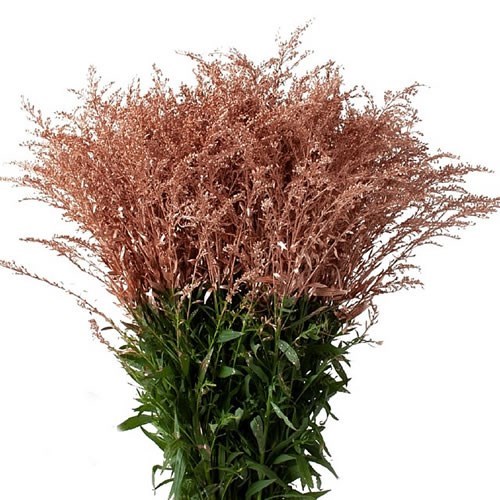 Solidago Dyed Copper