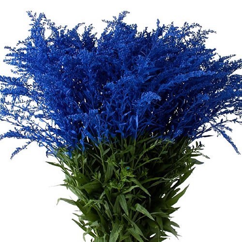 Solidago Dyed Dark Blue